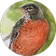 A close up of a bird in a green circle.